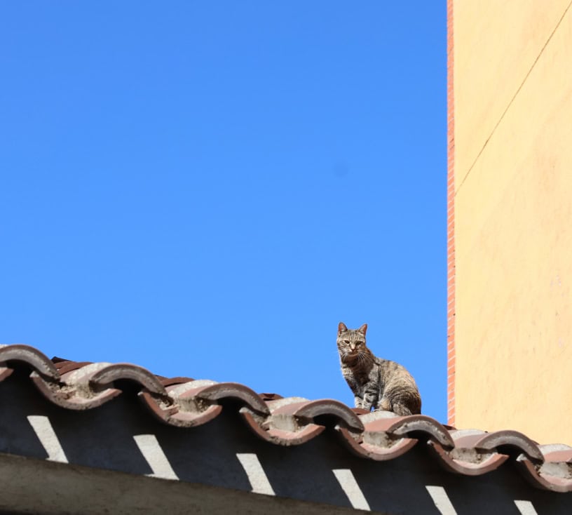 Gato sobre un tejado