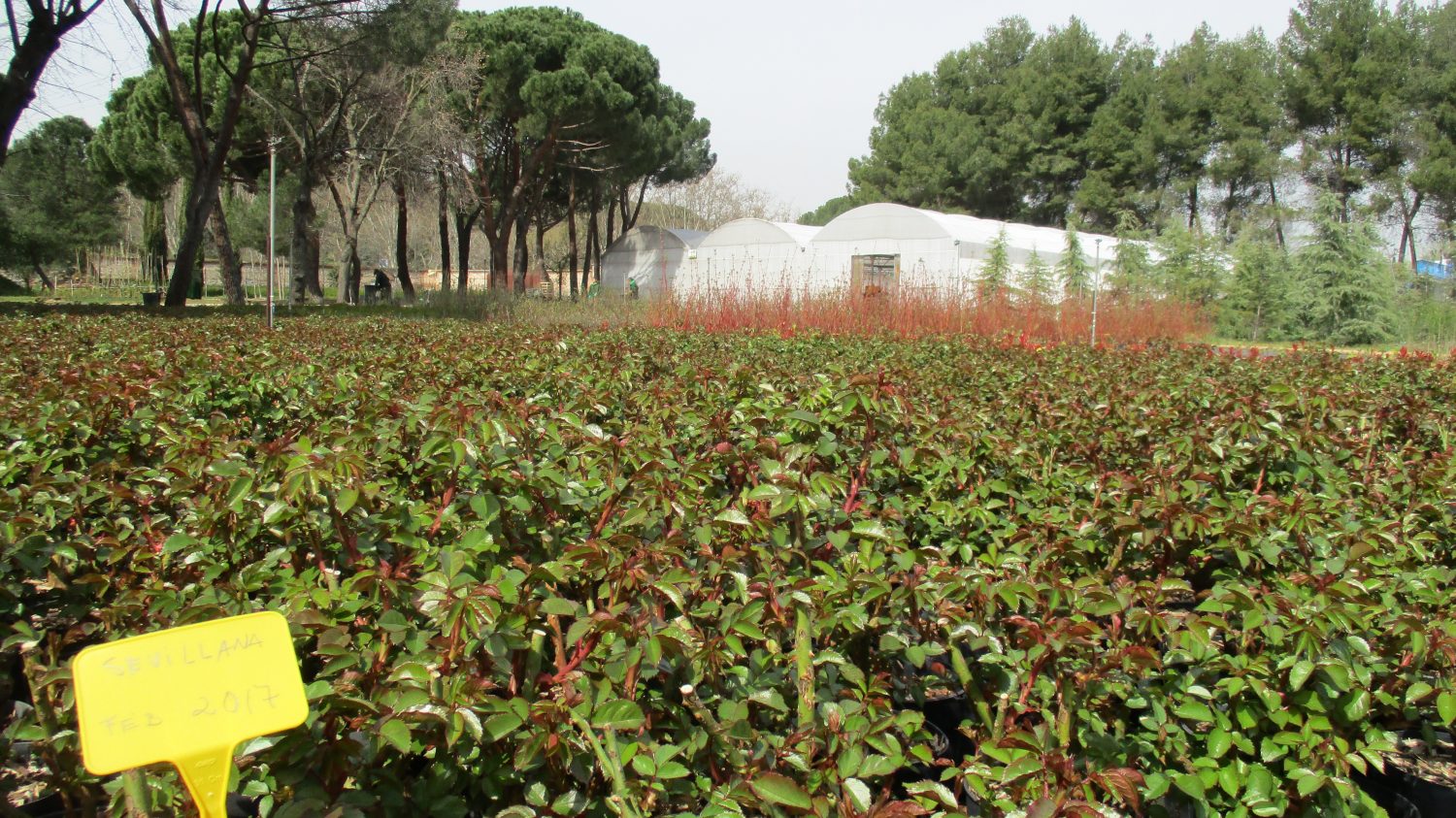Viveros municipales: la factoría verde de Madrid 