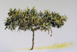 El níspero japonés de Martínez Izquierdo