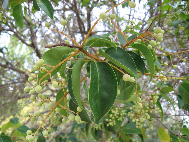 Ligustrum japonicum aligustre arboles de alineacion madrid
