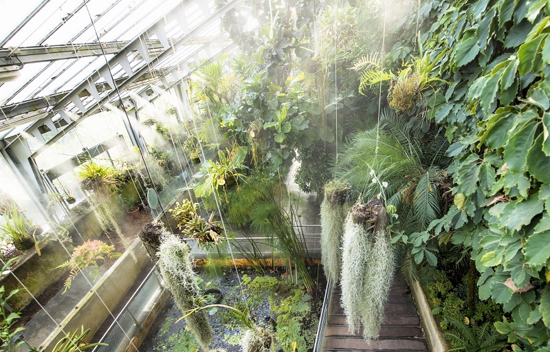 invernadero estufa fria especies exoticas real jardin botanico de madrid csic