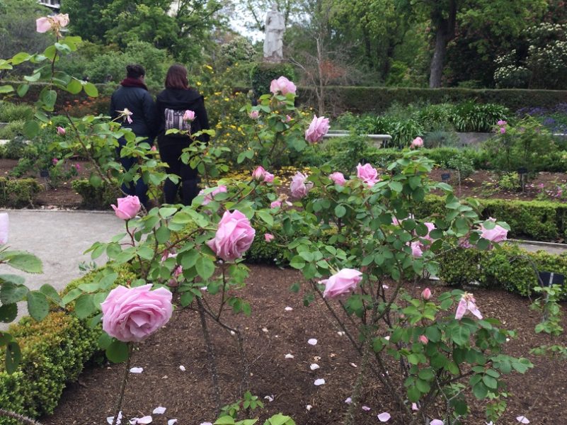 Cuadro de rosas junto al paseo de las estatuas del Real Jardín Botánico.